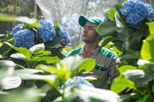 Los hombres que cultivan con orgullo las flores de Colombia