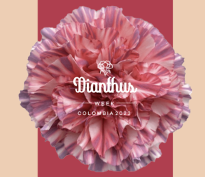 Así vivimos el “Dianthus Week”, innovación, variedad y belleza en un clavel