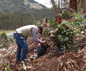 Bancos de propagación una estrategia de la floricultura colombiana que contribuye al cuidado ambiental