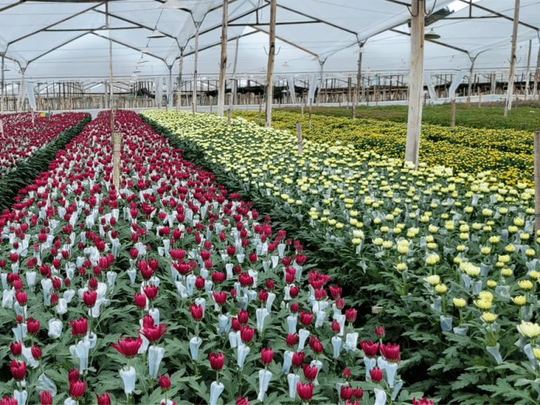 Los 10 temas clave que marcaron la gestión  de Asocolflores en el 2025