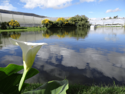 La floricultura colombiana recibe reconocimiento de la FAO por su liderazgo en la gestión del agua