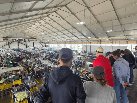 Embajada de Estados Unidos visitó cultivo para conocer de primera mano el impacto de la Floricultura