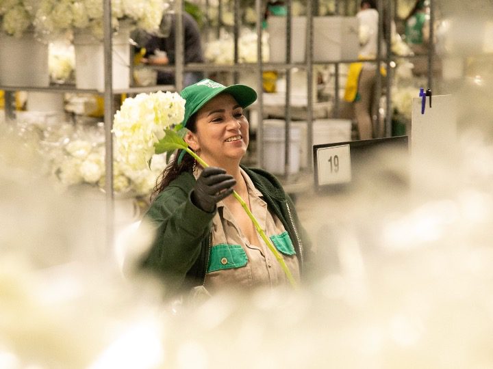 En el marco del Día Internacional de la Mujer, es una buena fecha para destacar como sector el rol que cumplen las mujeres en el desarrollo y proyección de la floricultora colombiana.