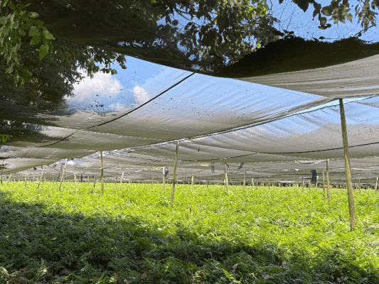 Florverde continúa fortaleciendo su expansión internacional y avanza en Centroamérica con nuevos procesos de certificación