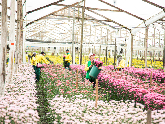 EE. UU. elimina la Roya Blanca del Crisantemo de su lista de plagas cuarentenarias: un avance para la competitividad de las flores colombianas