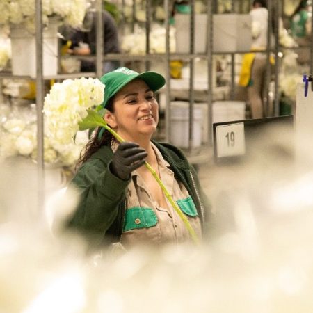 En el marco del Día Internacional de la Mujer, es una buena fecha para destacar como sector el rol que cumplen las mujeres en el desarrollo y proyección de la floricultora colombiana.